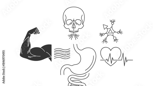 Collection of human body parts and systems including a skull muscles digestive organs nerves and a heart with an electrocardiogram line illustrating biological functions