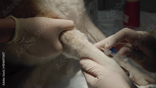 Inserting an intravenous catheter into a dog. A veterinarian inserts an intravenous catheter into a dog's vein prior to surgery, while an assistant holds the dog's paw still in a sterile clinic room.