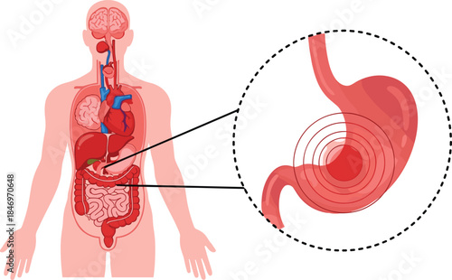 Human digestive system with stomach focus, anatomical diagram, medical vector illustration, educational health content, internal organ layout, biology reference