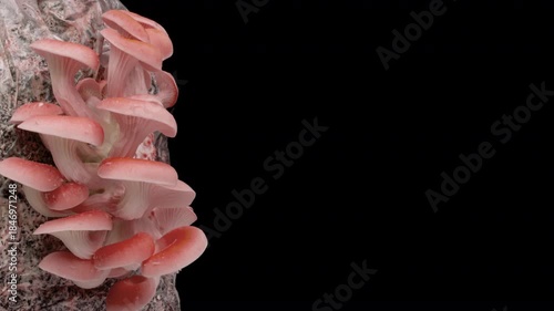 Pink oyster mushroom growth time-lapse on black background
