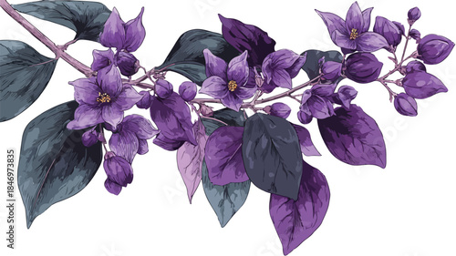 Botanical Illustration of Purple Flowers and Green Leaves on White Background