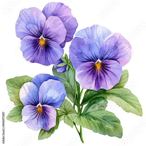 watercolor of Pansy Flower, vector, isolated on a white background.