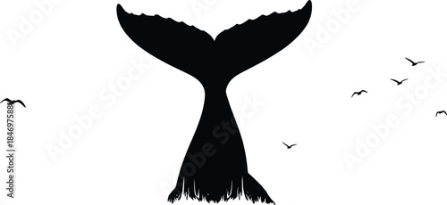 Black whale tail silhouette with flying birds on white background whale tail, silhouette, black, white background, flying birds, sea creature, ocean, wildlife, nature, marine life, birds, flock, anima