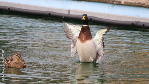 Wild ducks on the water