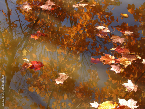 autumn leaves in water with tree reflection