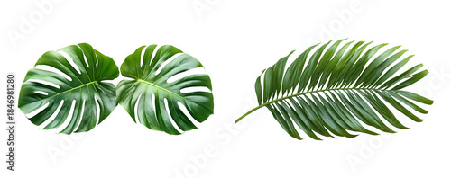 Fresh Green Monstera and Palm Leaves on Transparent Background