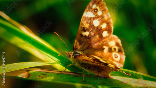 Detailed shot of a butterfly showcasing its delicate features amidst dense green vegetation.