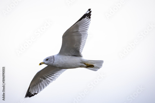 Ring-billed Gull in Flight