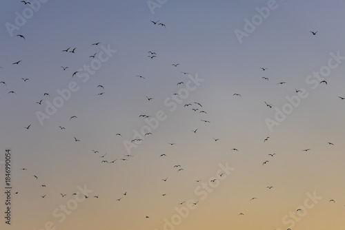 Morning Sky full of Birds
