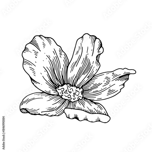 Flower rose hip graphic elegant black and white sketch hand drawn linework with delicate detail. Vintage botanical line art suitable for logos, invitations, prints, packaging, decorative designs