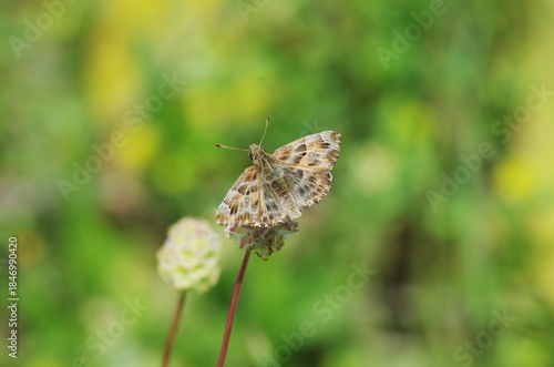 butterfly on a flower. Hesperiidae