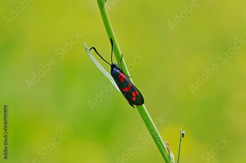Butterfly on green grass
