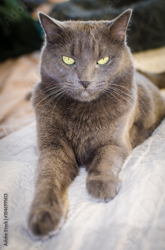 Gray cat lying comfortably on soft bed