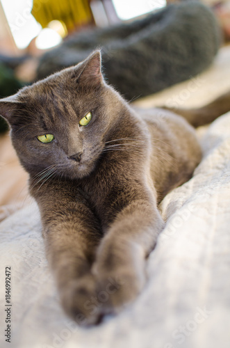 Gray cat lying comfortably on bed