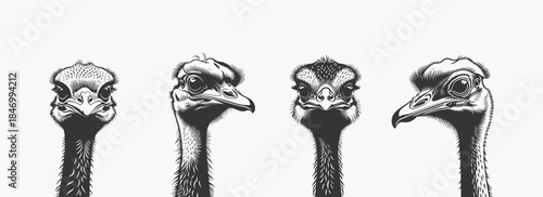 Ostrich heads silhouettes set, black and white vector illustration