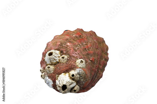 Coquille  d'un ormeau