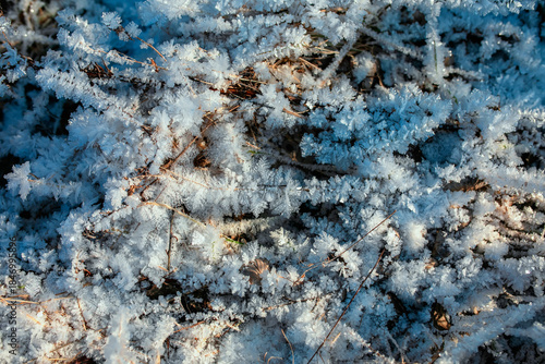 Nature background with grass covered with transparent shiny hoarfrost crystal...