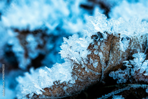 Nature background with foliage covered with blue shiny hoarfrost crystals on ...