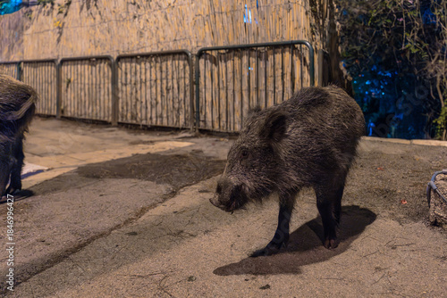 Wild boar in a public street in Haifa