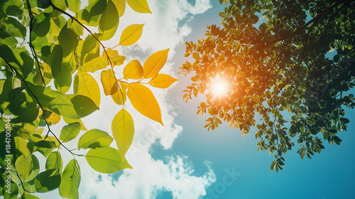 Sunlight through leaves showing seasonal transition