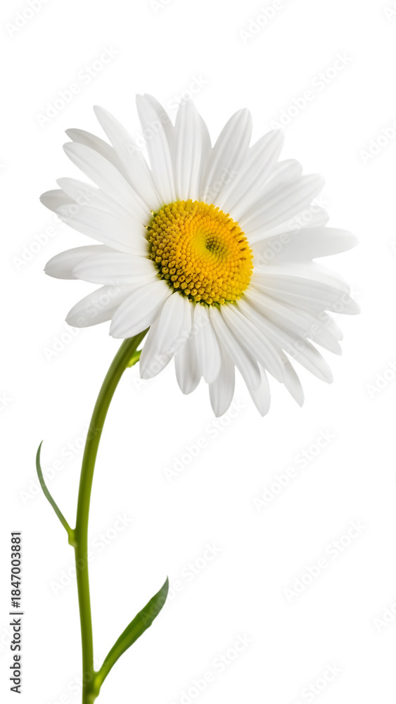 Naklejka premium White daisy flower isolated on transparent background with yellow center