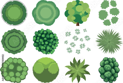Various green algae forms and structures