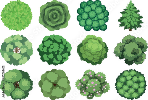 Variety of green cauliflower broccoli florets and heads