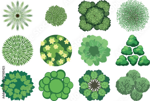 Collection of various green algae and plant cells in different shapes and sizes