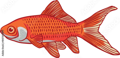 Colorful Goldfish (Carassius auratus) Illustration 1