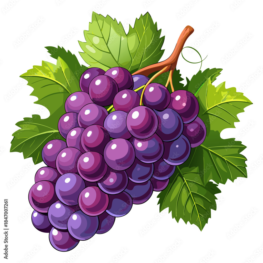 Fototapeta premium Purple Grape Bunch with Green Leaves Vector Illustration