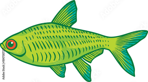 Colorful Tetra (Characidae) Illustration 1