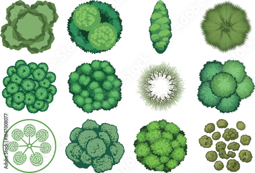 Various green algae and phytoplankton illustrations
