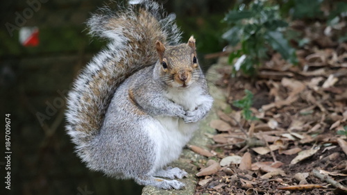 squirrel in the park