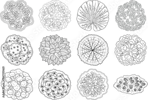 Collection of 12 intricate cellular structures in various stages of development