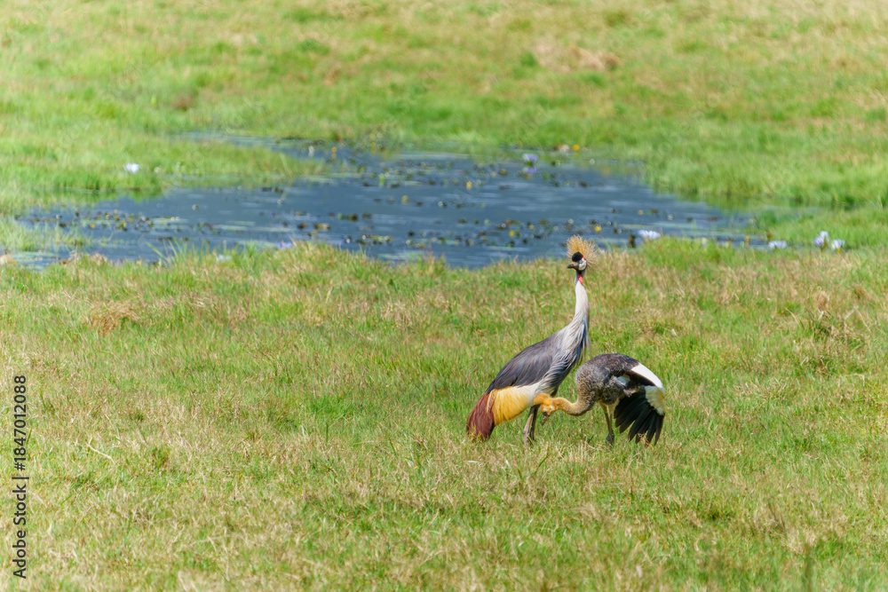 Fototapeta premium Gray crowned crane or Balearica regulorum with juvenile offspring family in field