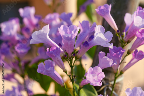 vibrant pink-lilac hued floral clusters in garlic vine (Mansoa alliacea) plant, a tropical, ornamental flowering vine native to South America. The leaves of this vine smell like garlic when crushed.
