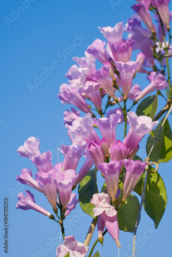 vibrant pink-lilac hued floral clusters in garlic vine (Mansoa alliacea) plant, a tropical, ornamental flowering vine native to South America. The leaves of this vine smell like garlic when crushed.