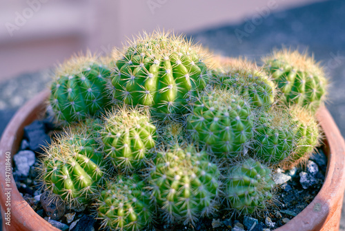 closeup of Lemon Barrel Cactus (Echinopsis calochlora K.Schum), a spiky drought tolerant succulent that resembles a plump, yellowish lemon. The native range of this species is Bolivia to Brazil.