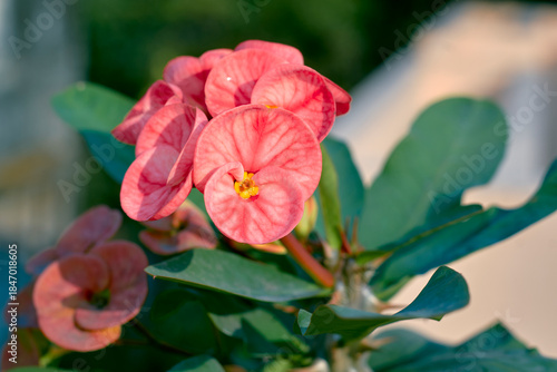 beautiful pink-white hued petals (actually colourful bracts) of Euphorbia milii (crown-of-thorns confetti), a thorny succulent tropical shrub. Native to Madagascar, plant is toxic to humans and pets.