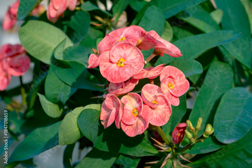 beautiful pink-white hued petals (actually colourful bracts) of Euphorbia milii (crown-of-thorns confetti), a thorny succulent tropical shrub. Native to Madagascar, plant is toxic to humans and pets.