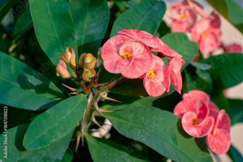 beautiful pink-white hued petals (actually colourful bracts) of Euphorbia milii (crown-of-thorns confetti), a thorny succulent tropical shrub. Native to Madagascar, plant is toxic to humans and pets.