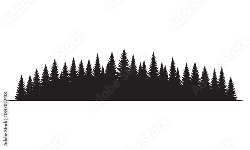 Silhouettes of evergreen trees in a forest setting