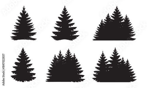 Silhouettes of evergreen trees in a forest setting