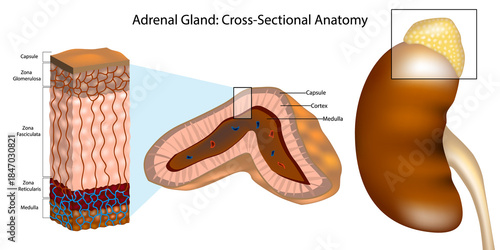 Medical illustration of the human adrenal gland in cross section, showing the capsule, cortex, and medulla. Diagram adrenal cortex layers including zona glomerulosa, zona fasciculata and eticularis.
