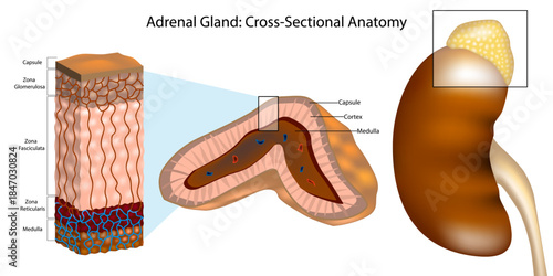 Medical illustration of the human adrenal gland in cross section, showing the capsule, cortex, and medulla. Diagram adrenal cortex layers including zona glomerulosa, zona fasciculata and eticularis.
