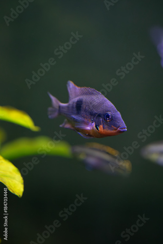 Close-up of a Firemouth Cichlid (Thorichthys meeki) swimming in a tropical freshwater aquarium with a blurred green background.
