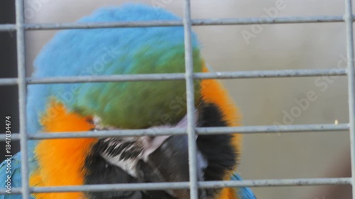 Blue and yellow macaw (Ara ararauna) aka blue and gold macaw, close up of head in zoo enclosure, behind wire grill