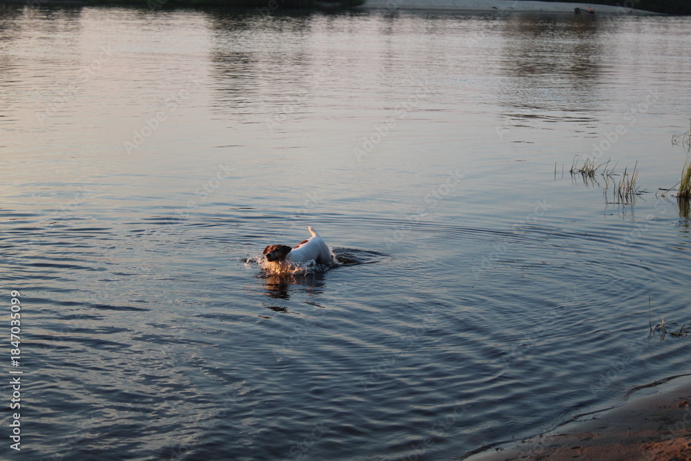 Fototapeta premium Dog breed Jack Russell in the water river lake floats. Animals in nature