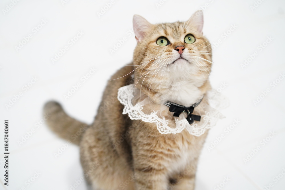 Obraz premium Charming Cat in Elegant Lace Collar Gazing Upward with Enchanting Eyes Accentuated Against a Bright White Background for Pet Photography Needs
