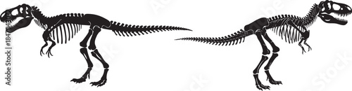 Tyrannosaurus Rex Skeleton Pair Facing Each Other on White Background